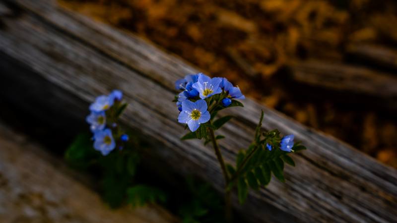 Blue Jacob&rsquo;s ladder wildflowers growing beside a weathered log